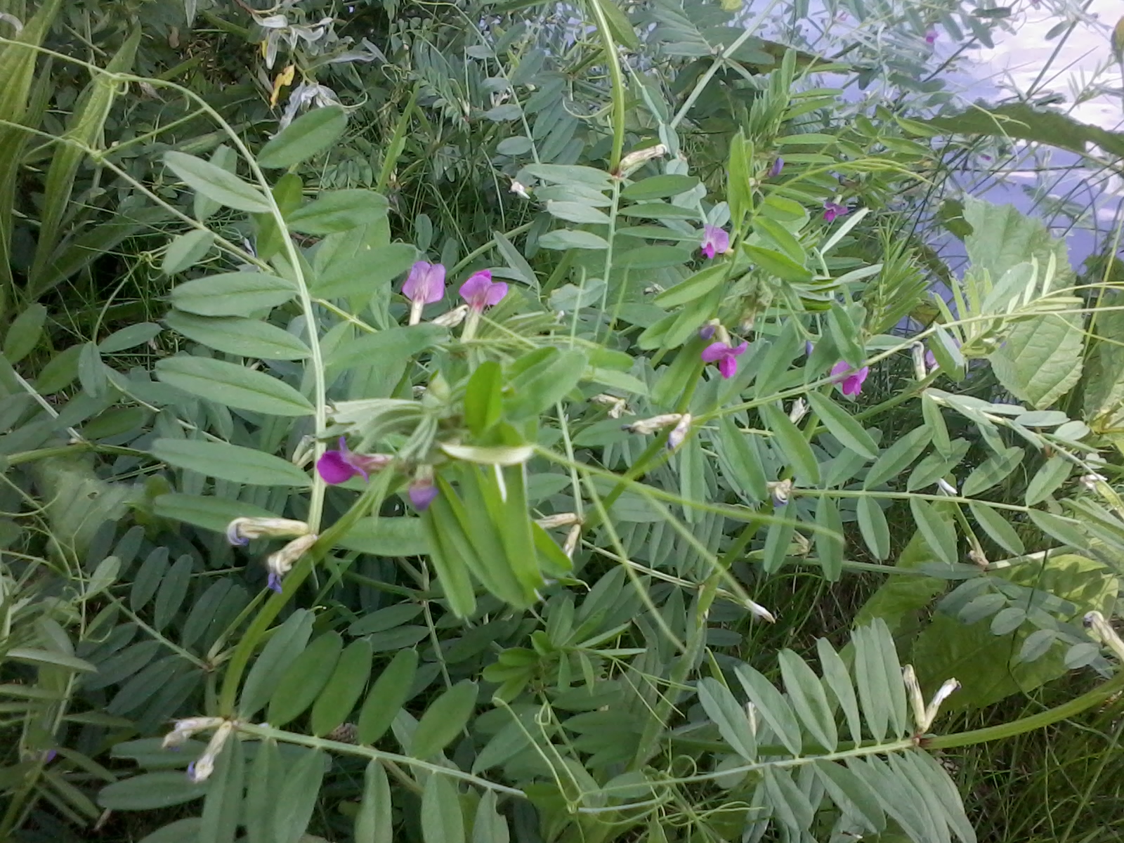 plant